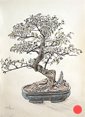 Bonsai
