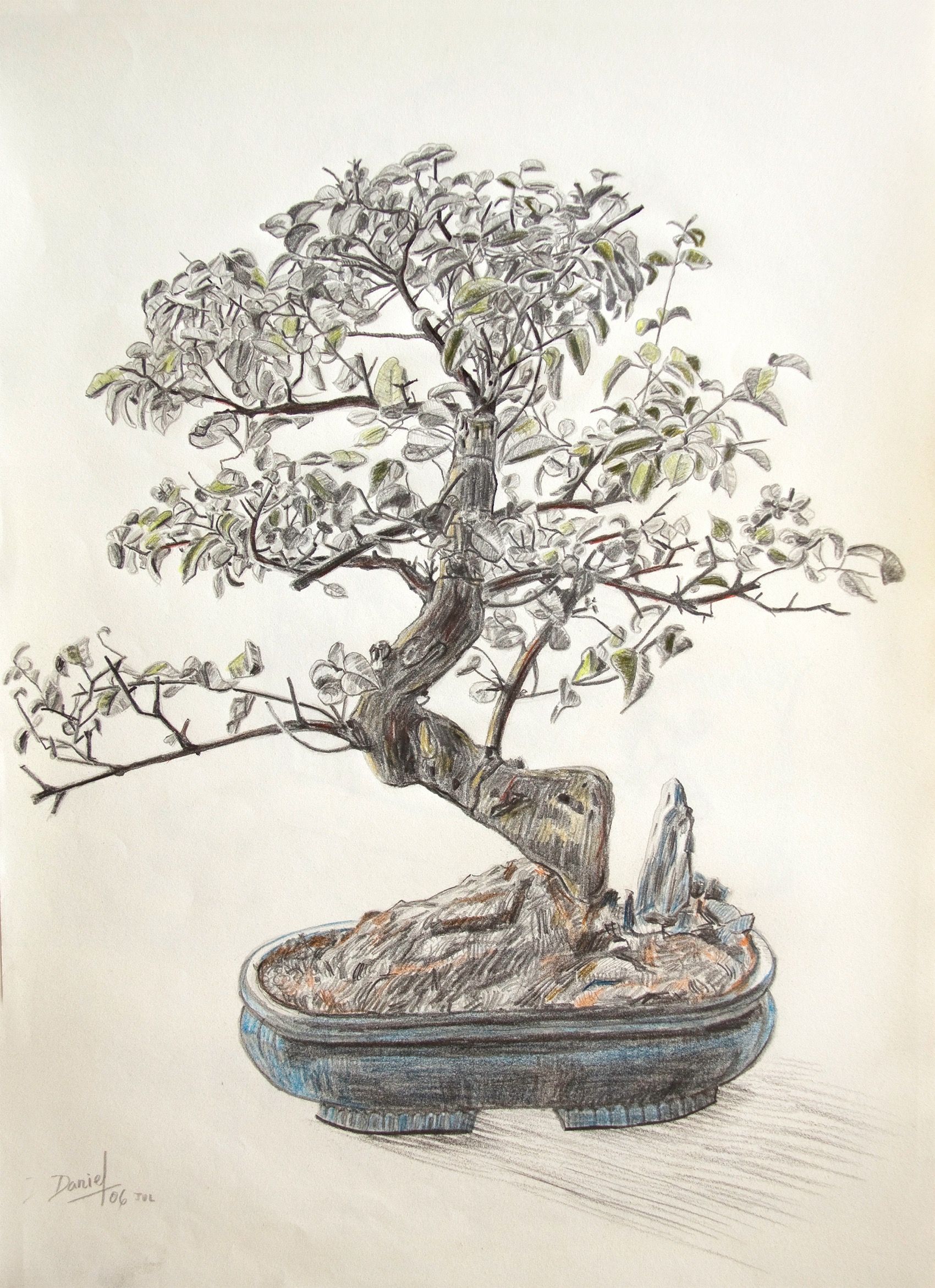 Bonsai