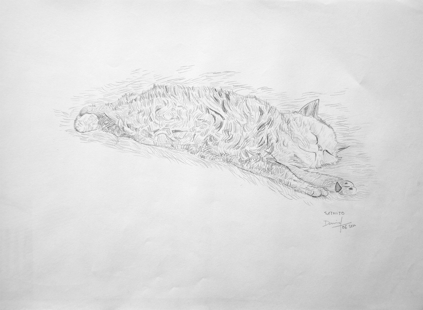 Gato durmiendo
