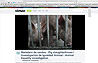 Matadero de cerdos - Pig slaughterhouse | Investigación de Igualdad Animal - Animal Equality investigation